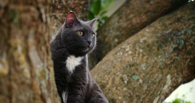 Serene cat calmly observing nature surroundings. Tranquil feline perched peacefully in lush garden environment. Reflective cat sitting serenely on tree branch amidst verdant garden scenery