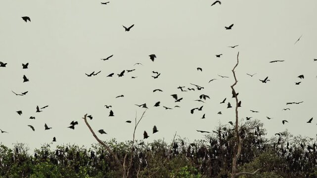 Close up video of fruit bats colony flying over mangrove forest at sunset with some bats perching on trees, selective focus on wildlife movement in tropical wetland during evening twilight.