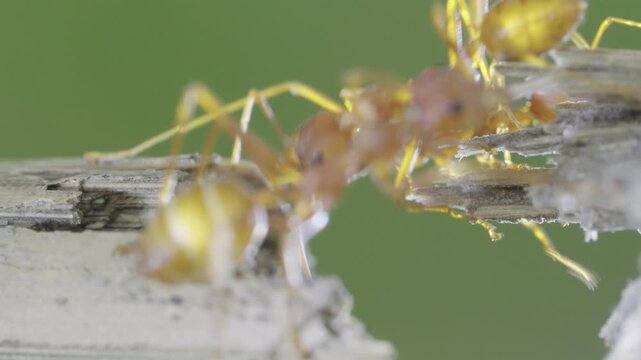 Macro shot of red ants walking across a cracked piece of wood slo motion