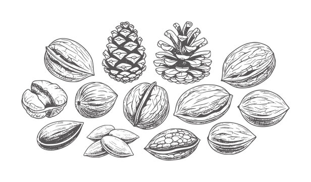 Hand drawn collection of pine cones and various nuts white pinecone walnut almond