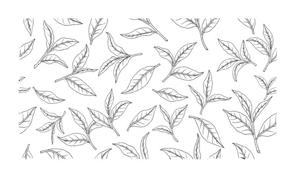 Hand drawn tea leaves pattern black and white