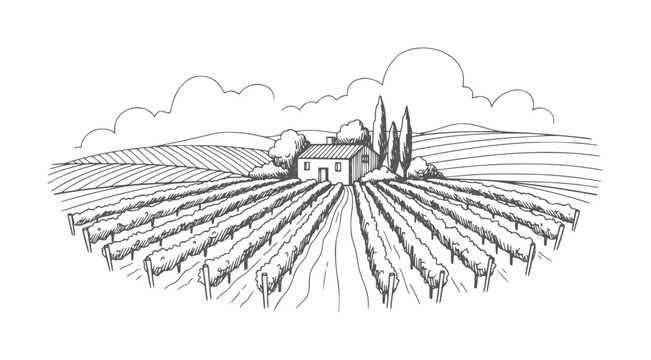Of a vineyard with a farmhouse and rolling hills under clouds rural landscape agriculture