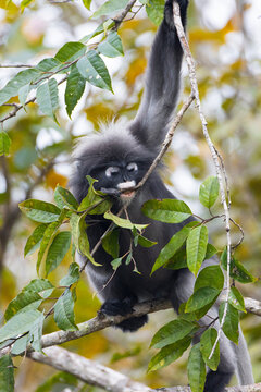 Trachypithecus obscurus in a national park, Thailand