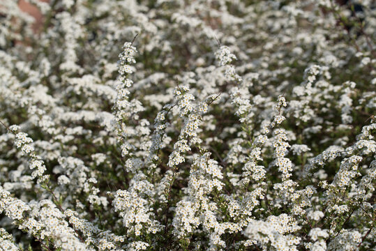 Spiraea shrub with white flowers selective focus