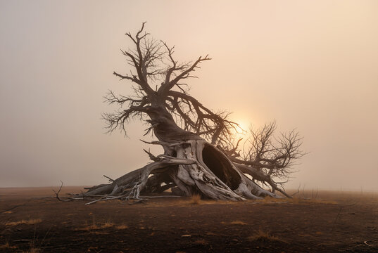 Generated artificial photo-realistic illustration of a dead or dying tree in the middle of a desolate misty landscape background.