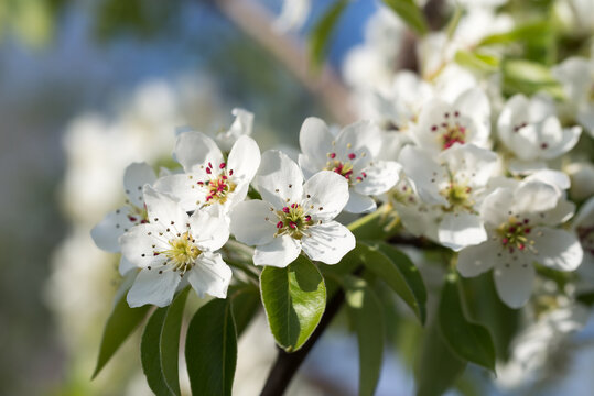 common pear or pyrus communis  tree white flowers closeup selective focus.