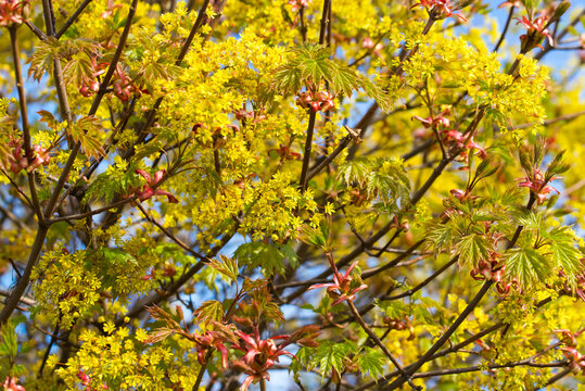 Maple spring flowering tree selective focus