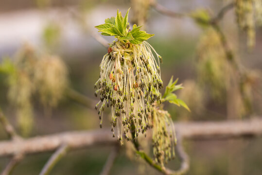 Boxelder maple (Acer negundo) flowers in spring closeup selective focus