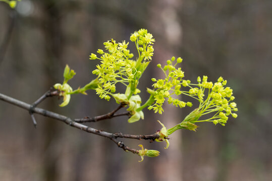 maple spring green flowers closeup selective focus