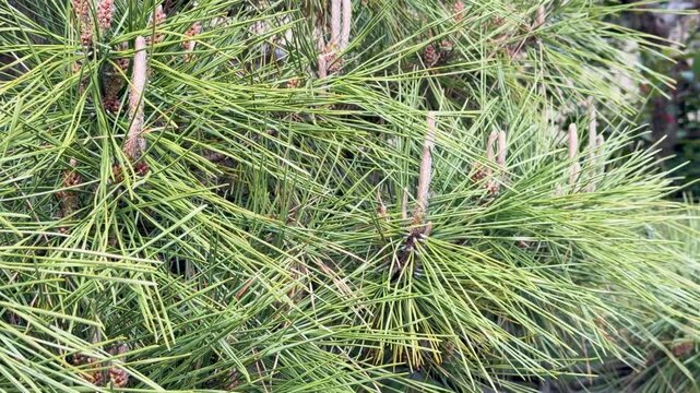 Close up of pine tree needles with small cones and new growth swaying gently.