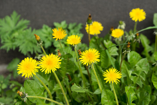 yellow dandelion flowers closeup selective focus