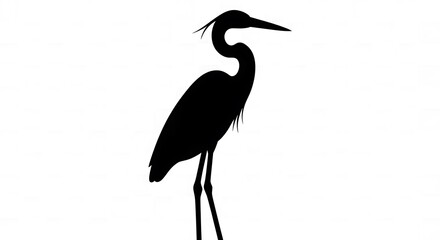 Fototapeta premium Heron silhouette standing elegant profile representing wetland bird wildlife and nature beauty.