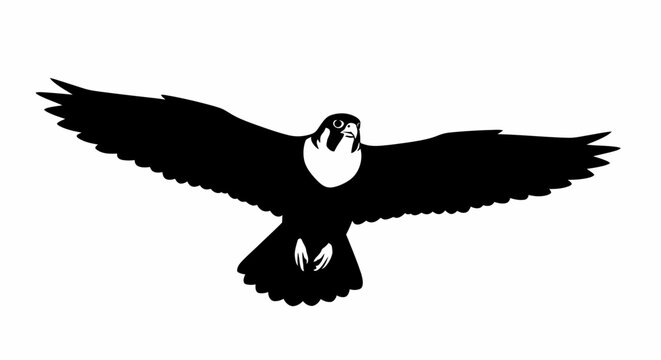 Falcon flying with spread wings soaring predator bird vector illustration on white background art.