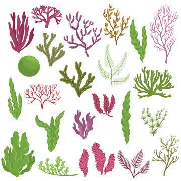 Vector drawing sea weed, red, green and brown algaes, hand drawn illustration