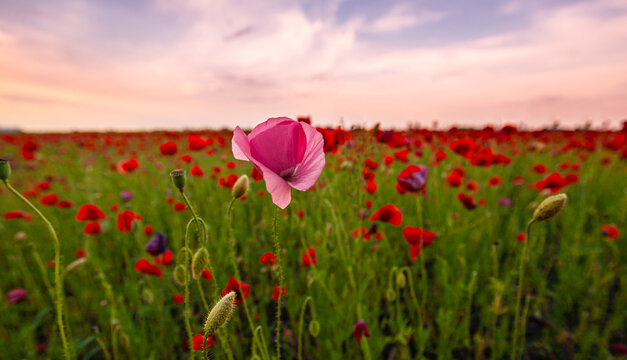 Floral background with red and pink wild poppies, Papaver somniferum, in early summer