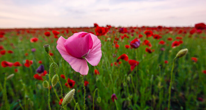 Floral background with red and pink wild poppies, Papaver somniferum, in early summer