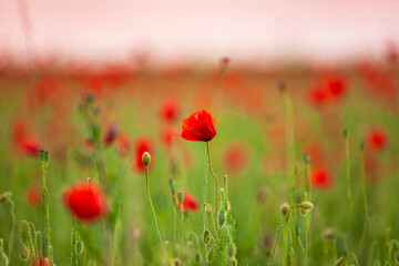 Obraz premium Floral background with red and pink wild poppies, Papaver somniferum, in early summer