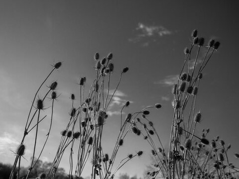 Black and white photo of dry teasel plants silhouetted against sky with light clouds, minimal composition with copy space and natural plant detail.
