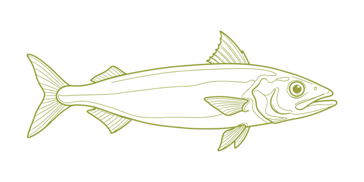 Hand-drawn vector illustration of a Mackerel icefish from the Southern Ocean.