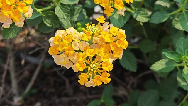 Lantana camara flowers plant in verbena family.