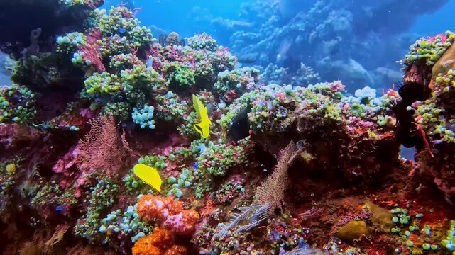 Colorful tropical coral reef in Bali, Indonesia, with yellow butterflyfish and various reef species moving through vibrant coral formations and clear blue water in a rich ocean environment.