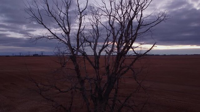 Lone tree in arable land powerlines evening clouds wheat close up circling rotation aerial