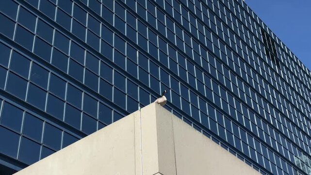 Goose on a roof with glass skyscraper background, Canada