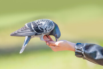 Karmienie gołębia z ręki. © Janusz Lipiński