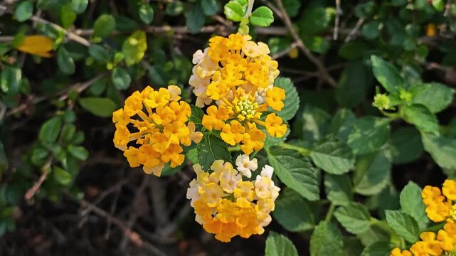 Lantana camara flowers plant in verbena family.