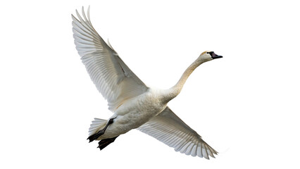 Obraz premium Swan flying over a white background with its wings spread wide in a natural pose on a transparent background