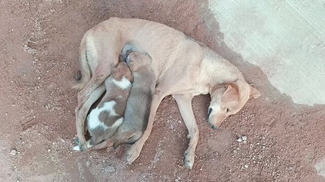 Stray mother dog nursing and feeding her cute puppies on the ground