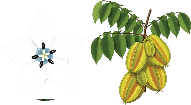 Starfruit carambola vector illustration with green leaves and sliced flower shape, tropical fruit composition in realistic hand drawn botanical style isolated on white background