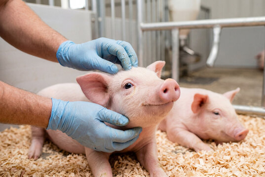 Farm worker in blue gloves petting small pink piglets on wood shavings inside a clean barn