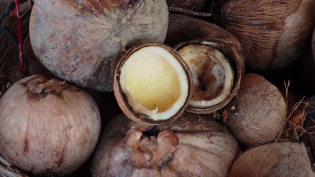 Pile Coconut husks are used to make fertilizer.