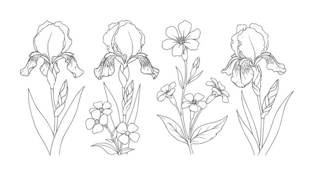 Line of iris and small flowering plants botanical
