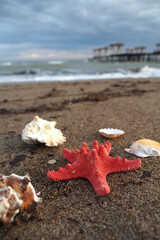 Fototapeta premium Bright starfish and shells on the sandy beach