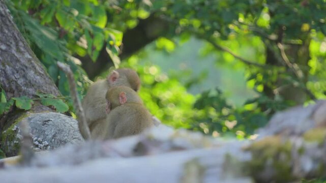 250831ニホンザル