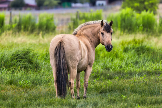 Norwegian Fjord horse standing on a green summer pasture looking back at camera