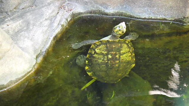Freshwater turtle swimming in pond with green shell and long neck in garden setting.
