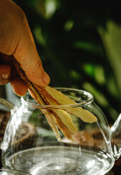 Hand adding dried astragalus root slices to glass teapot for herbal tea