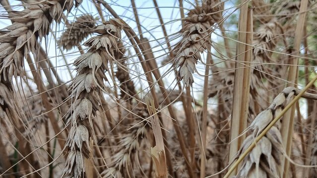 Wheat crops 