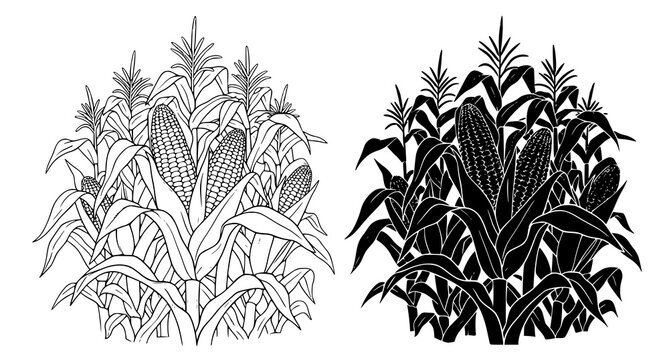 Corn plant stalks with ears of corn in detailed line art and silhouette vector style for agricultural botanical study and food production design elements
