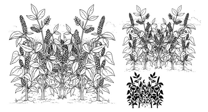 Botanical line art illustration of quinoa plants in field with detailed plant studies and silhouette for agricultural and organic food branding designs