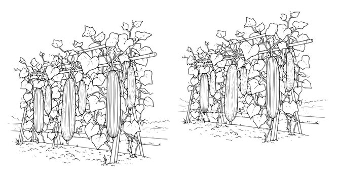 Detailed line art illustration of long cucumber plants growing on wooden trellis structures in garden plot setting for agricultural and farming design projects