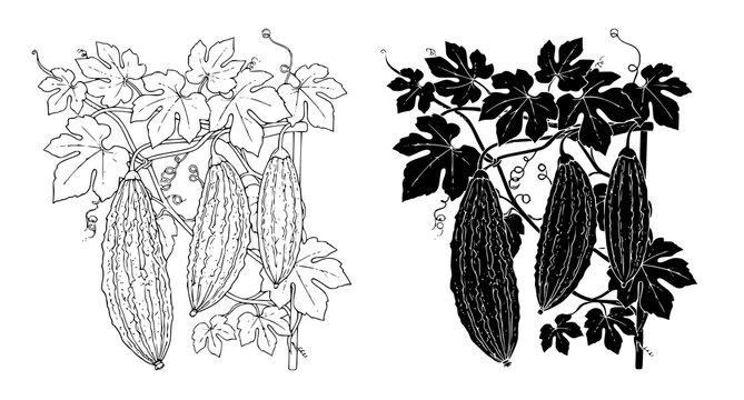 Black and white silhouette and line art illustration of bitter melon hanging from wooden trellis for culinary and agricultural design and educational resources