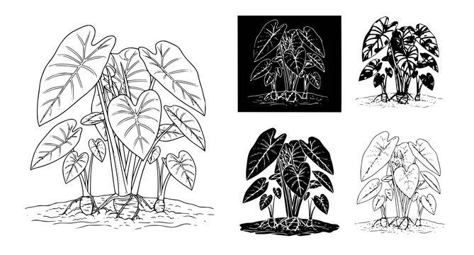 Detailed botanical ink drawing of taro root plants in various styles including silhouette and line art isolated on white for agricultural and culinary design