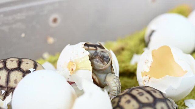 Turtles pets new generation hatchling emerges from shell mossy bedding showing delicate scute pattern and soft gaze emerging from egg among broken shells and moss creating joyful small newborn