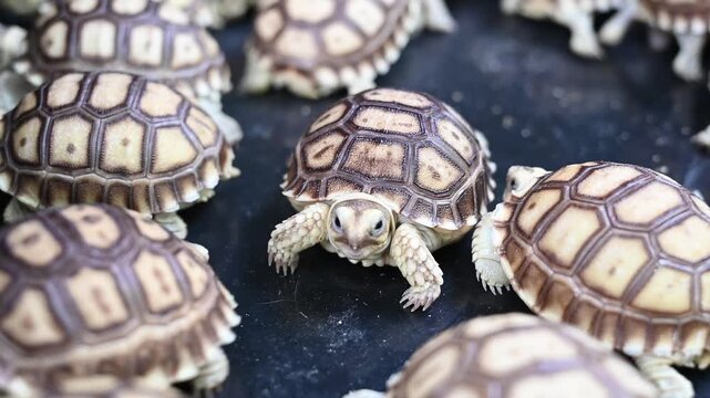 Turtles pets new generation young sulcata tortoise hatchling clustered dark surface curious expression close up group of baby tortoise with patterned shell and curious expression conveying gentle