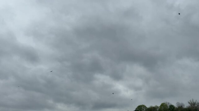 Birds, flocking group soaring through a vast natural cloudy sky, dark atmospheric cloud formation spreading across an open rural expanse, gray weather condition, outdoor journey, wild animal freedom.