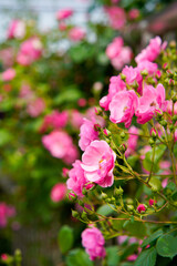 Naklejka premium Blooming Pink Roses in a Lush Garden